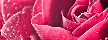 Rose Close Up Cover Photo