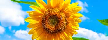 Sunflower Cover Photo