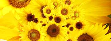 Sunflowers Cover Photo