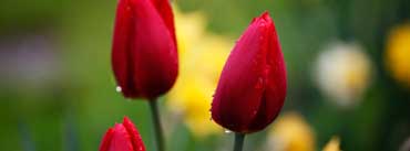 Three Red Tulips Cover Photo
