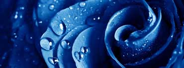 Wet Drops Blue Rose Cover Photo