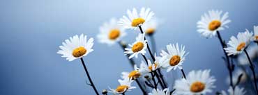 White Daisies Flowers Cover Photo