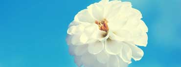 White Flower Cover Photo