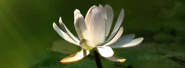 White Lotus Flower Cover Photo