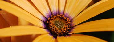 Yellow Daisy Close Up Cover Photo