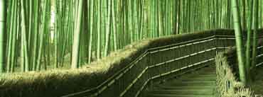 Bamboo Forest Path Way Cover Photo