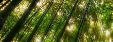 Bamboo Forest Cover Photo