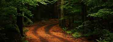 Beautiful Forest Path Cover Photo