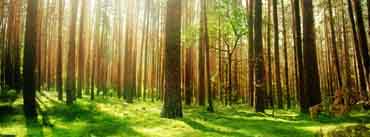 Beautiful Forest Scenery Cover Photo