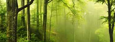 Beautiful Green Forest Cover Photo