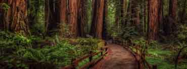 Cathedral Grove Rainforest Cover Photo