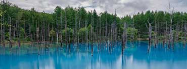 Flooded Forest Cover Photo