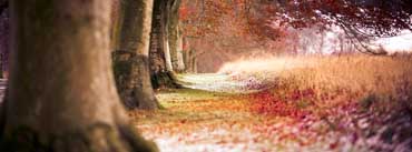 Forest Autumn Leaves Cover Photo