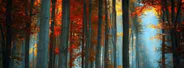 Autumn Sunrise Forest Cover Photo