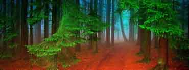 Forest Red Path Cover Photo