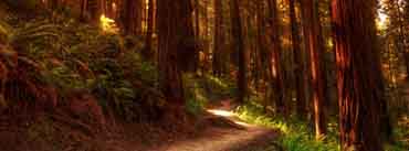 Forest Path Cover Photo