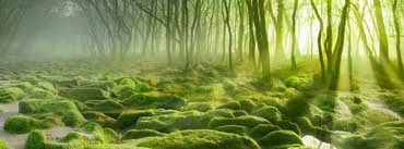 Green Sunrise Forest Cover Photo