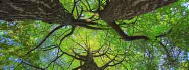 Green Ginkgo Trees Cover Photo