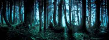 Mysterious Forest Cover Photo