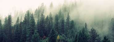 Morning Foggy Forest Cover Photo