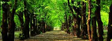 Green Trees Forest Cover Photo