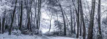 Snowfall In Forest Cover Photo