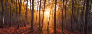 Warm Sunrise Forest Cover Photo