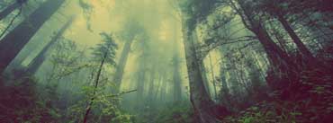 Foggy Forest Cover Photo