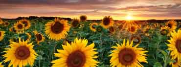 Sunflower Garden Cover Photo