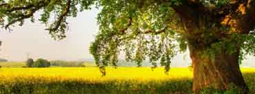 Oak Tree Cover Photo