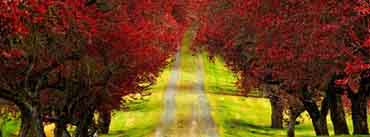 Red Foliage Trees Road Cover Photo