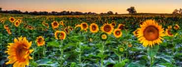 Sunflower Field Sunset Cover Photo