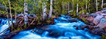 Forest Birch Stream Long Exposure Cover Photo