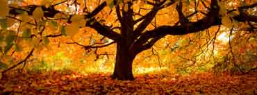 Autumn Tree Cover Photo