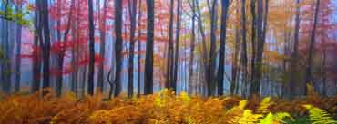 Beautiful Colored Trees Cover Photo