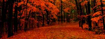 Fall Red Path Cover Photo