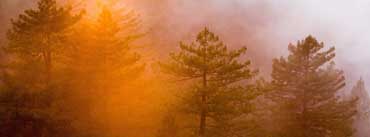 Fog Shrouded Forest Cover Photo