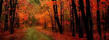 Orange Forest Cover Photo