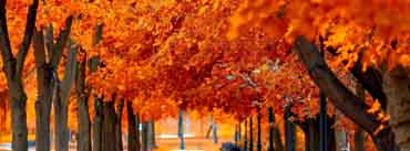 Orange Trees Fall Cover Photo