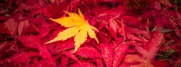 Yellow Fall Leaf Cover Photo