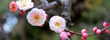 Apricot Blossoms Cover Photo