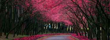 Blooming Trees Alley Cover Photo