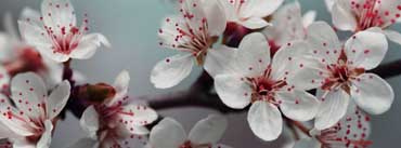 Blossom Cover Photo