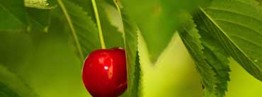 Cherry Fruit Tree Cover Photo