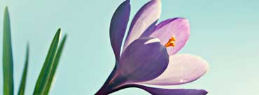 Crocus Flower Cover Photo