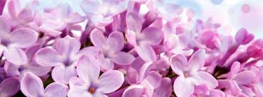 Lilac Macro Cover Photo