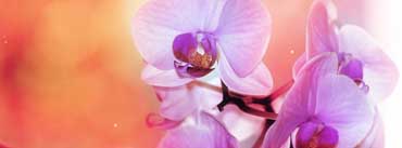 Orchid Flowers Cover Photo