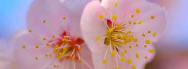 Plum Blossom Macro Cover Photo