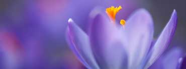 Spring Crocus Cover Photo