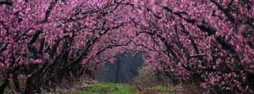 Tree Arch Cover Photo